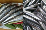 7 loại cá vừa rẻ vừa sạch, bổ như nhân sâm: Đi chợ thấy nên mua ngay