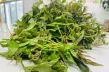 Rau ngũ bì hương, loài rau được ví như 'nhân sâm rừng' bổ dưỡng, khử phong thấp, cường gân cốt, bổ gan thận