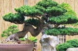 5 loại cây người nghèo chê nhưng người giàu lại thích rước về, chẳng trách càng trồng càng giàu