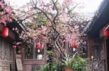 Các cụ dặn: 3 loại cây là “thần tài trong vườn nhà”, trồng 1 cây gia đạo hưng thịnh, tiền bạc rủng rỉnh