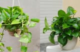 Loại cây được mệnh danh là máy lọc không khí, hút sạch 80% khí độc mỗi ngày