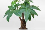 6 loại cây cảnh may mắn, tài lộc và thịnh vượng cho người mệnh Mộc