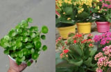 6 loại cây phong thủy trồng trong nhà, tài lộc ùn ùn kéo tới