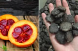 Các bài thuốc quý từ hạt gấc