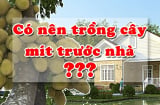 Không trồng cây mít trước nhà, ai buôn bán càng phải nhớ kĩ
