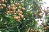 Loại quả vàng óng gây sốt mùa hè: Vừa ngon ngọt giá rẻ, vừa là vị thuốc quý dân gian ít ai ngờ tới