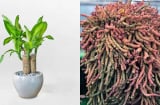 3 loại cây cảnh có tên mang ý nghĩa 'tiền tài', càng trồng càng vượng khí - tiền vào như nước