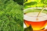 Lấy lá đinh lăng đun nước uống, cơ thể nhận được lợi ích gì?