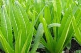 Loại rau giàu canxi gấp đôi sữa, ăn sống hay nấu chín đều bổ xương chắc khỏe