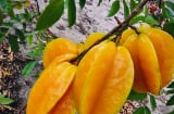 Người xưa nói trồng cây khế trước nhà gia đình khỏe mạnh may mắn, nhất là người tuổi này rất hợp cây khế