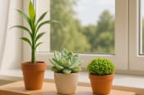Trồng 1 trong 8 cây phong thuỷ này, tiền tài kéo tới ầm ầm – nhà lúc nào cũng đầy lộc