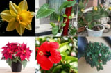6 loại hoa đẹp nhưng không nên trồng trong nhà