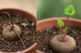 Bật cười với 4 loài cây ‘giả chết’ mùa nắng: Tưởng đã héo khô, ai ngờ chỉ đang ‘ngủ hè’