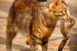 Mèo nhà rất lành nhưng gặp rắn là 'không tha', lý do là gì?