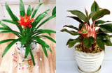 5 loại hoa trồng trong nhà, vừa hút tài lộc lại vượng khí cho gia đạo, nghèo đến mấy cũng nên có 1 chậu