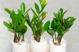 Đặt cây Kim Tiền trong nhà chuẩn phong thủy tài lộc đổ về như nước