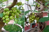 Gia chủ tuổi này trồng cây sung trong nhà như 'hổ mọc thêm cánh', lộc đến ào ào, tiền vào như nước