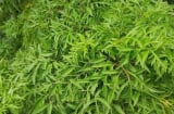 Tổ tiên khuyên: Liệu có nên trồng cây đinh lăng trước nhà?