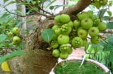 Cây sung trồng trước cổng hay sau nhà mới hút tài lộc? Gia chủ nào cũng nên biết điều này