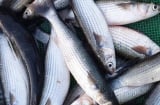 Đi chợ gặp 5 loại cá này nhớ mua ngay: Hàng đánh bắt tự nhiên, thịt ngon bổ dưỡng, cực đáng tiền