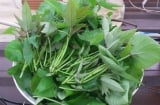 Đi chợ gặp 8 loại rau này nên mua ngay: Tươi sạch, không thuốc, ăn cực yên tâm