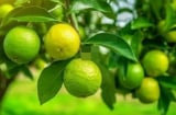 Tổ tiên dạy: 'Trong nhà có hai cây thì dù không giàu cũng có phước', đó là 2 cây gì?