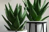 5 loại cây vừa tốt cho sức khỏe vừa hút tài lộc, được cả thầy thuốc lẫn thầy phong thủy khuyên trồng