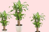 Cây cảnh Thiết mộc lan là 'chìa khóa vàng' mở cánh cửa tài lộc nhưng phải biết trồng đúng vị trí đúng kiểu
