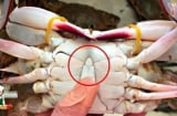 Mua cua ghẹ đừng chọn con to! 4 mẹo chọn cua ghẹ béo chắc, nhiều thịt ai cũng cần biết