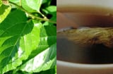 Lá dâu tằm – 'thần dược' dân dã giúp ngăn rụng tóc, mọc tóc dày và cải thiện sức khỏe toàn diện