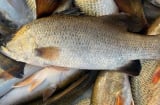 Loại cá tốt hơn cá hồi, ngọt thịt, ít xương, giàu omega-3: Gặp được là phải mua ngay