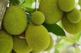 Người xưa cảnh báo: Tuyệt đối không trồng cây mít trước nhà, đặc biệt với người buôn bán, vì sao thế?