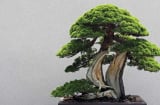Những loại cây cảnh phong thủy phù hợp với người tuổi Thân, hỗ trợ công danh, sự nhiệp và cuộc sống hạnh phúc