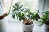 Top 5 loại cây cảnh để bàn làm việc mang lại may mắn, tài lộc