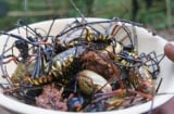 Đặc sản “lộc trời” chỉ có sau mưa: xưa bị bỏ, nay bán 250.000 đồng/kg vẫn cháy hàng