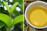 Loại lá dân dã nhà nào cũng có, có rất nhiều tác dụng tốt mà không phải ai cũng biết hết