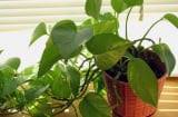 Vị trí trồng cây trầu bà giúp “hút lộc như nam châm”, Thần Tài tự tìm đến gõ cửa