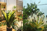 5 loại cây vừa tốt Sức Khỏe vừa chuẩn phong thủy nên trồng trong nhà