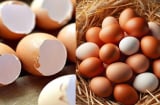 Công dụng tuyệt vời của vỏ trứng gà: Đừng vội vứt bỏ mà lãng phí