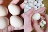 Mua trứng gà chọn quả to hay quả nhỏ: Người nuôi tiết lộ cách chọn tốt nhất