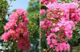 Người mệnh nào hợp trồng hoa tường vi nhất?