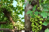 Trồng cây sung lớn trước nhà có nên không?