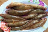 4 loại cá không thể nuôi nhân tạo, thịt bổ không tanh, thấy đừng tiếc tiền mua