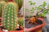 4 loại cây 'âm thịnh dương suy', nhà có 1/4 cây thôi Nợ Ngập Mặt quanh năm