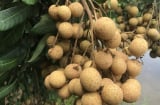 6 nhóm người không nên ăn nhãn