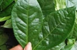 Đi chợ gặp 5 loại lá này nhớ mua ngay – Rẻ bèo nhưng giúp giải độc, làm sạch phổi hiệu quả không ngờ