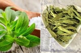 Loại lá ngọt hơn đường 400 lần nhưng không chứa calo, giúp hạ đường huyết