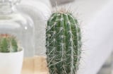 5 loại cây trồng trong nhà âm thầm rút cạn tài lộc, chiêu dụ vận xui: Nhiều gia đình trồng mà không biết