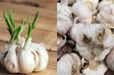 6 loại tỏi người bán còn không dám ăn: Nhiều người vẫn vô tư mua về nấu cho cả nhà