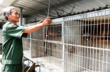 Nuôi chồn hương – Bước ngoặt làm giàu của lão nông Vĩnh Long bất chấp vợ phản đối